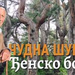 Ђенско Борје Чудна шума на Златибору